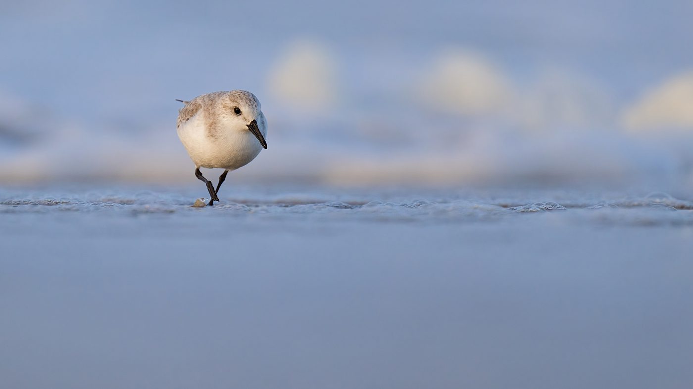 Sanderling - Texel - Oktober 2024