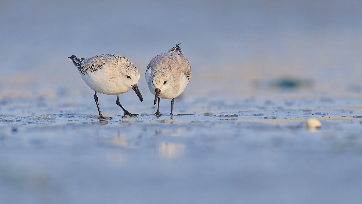 Sanderling - Texel - Oktober 2024