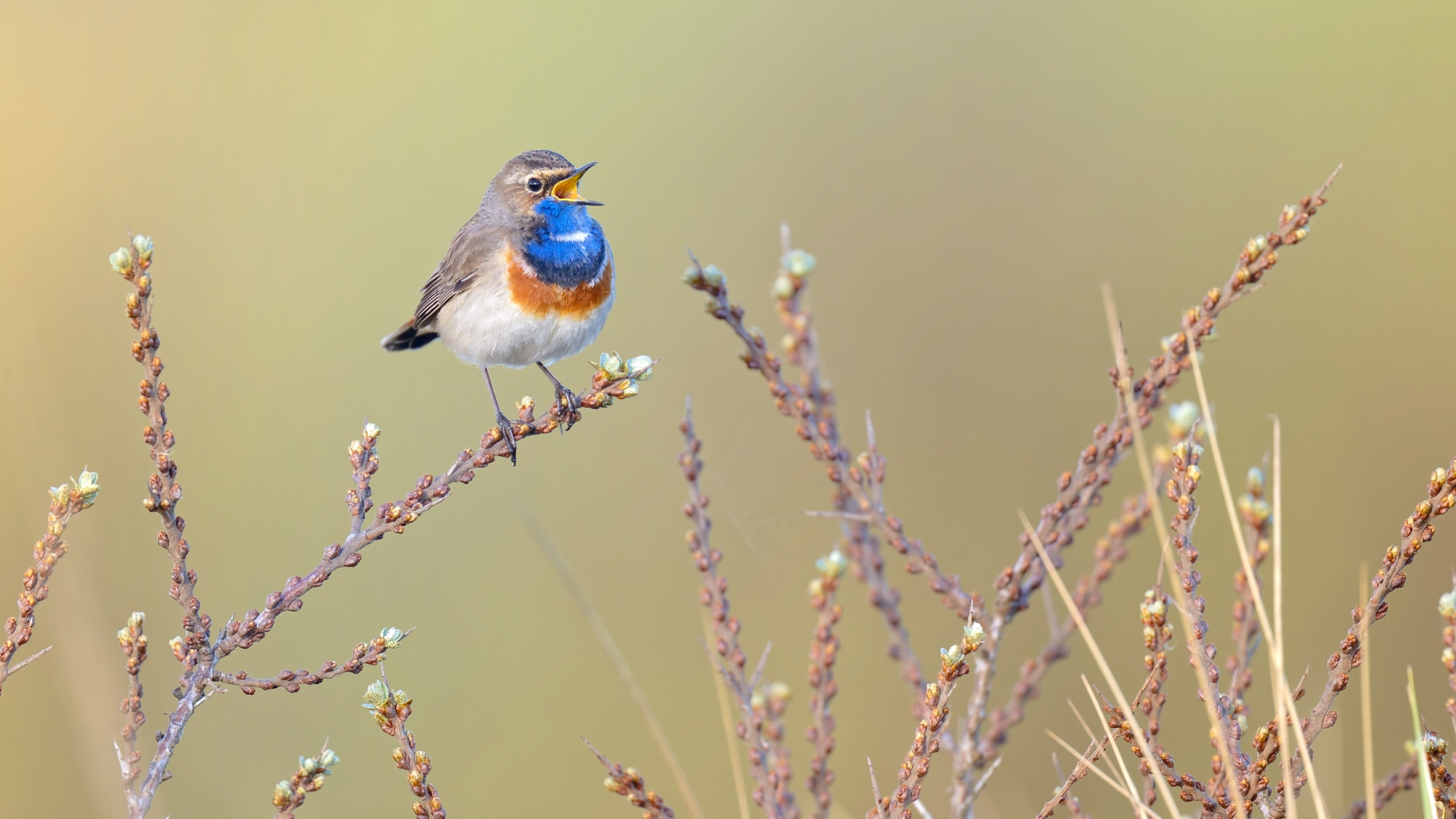 Blaukehlchen - Texel - April 2025