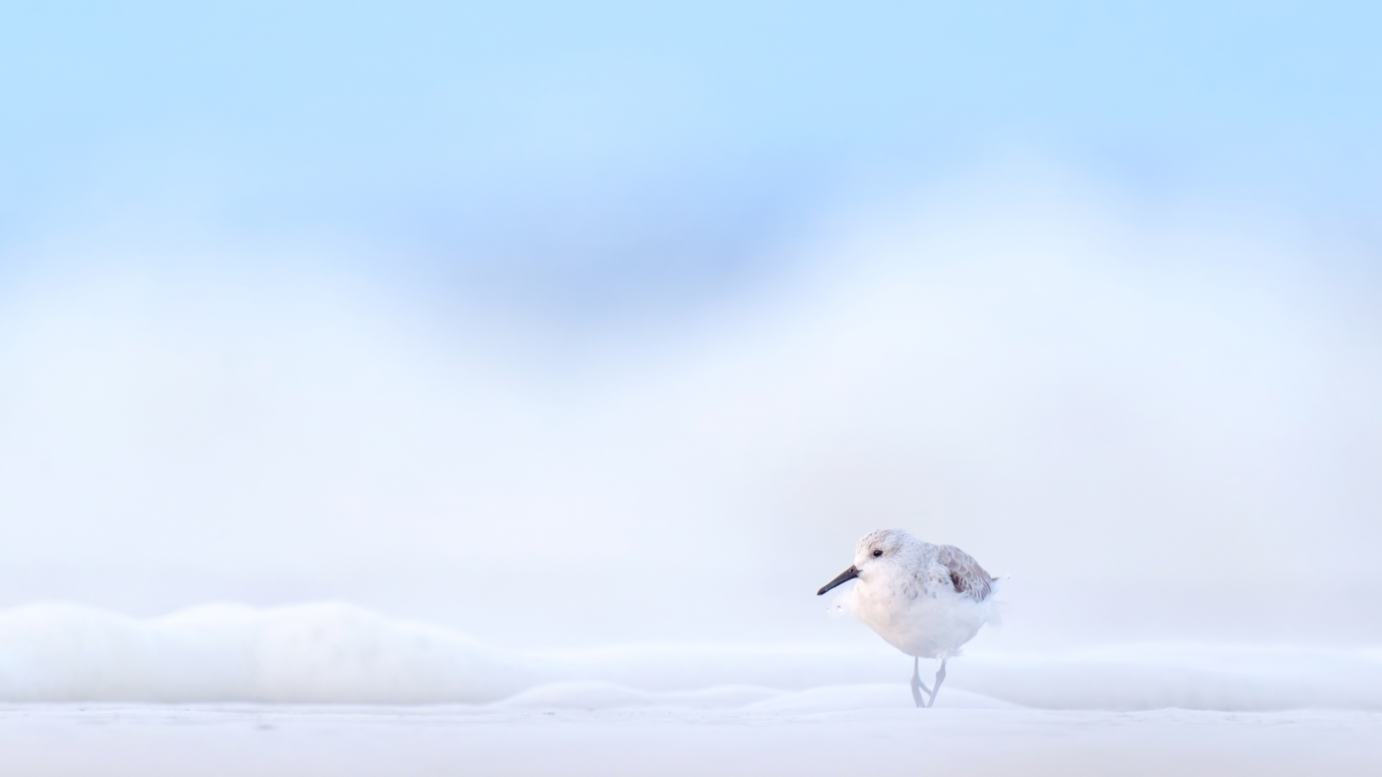 Sanderling - Texel - April 2025