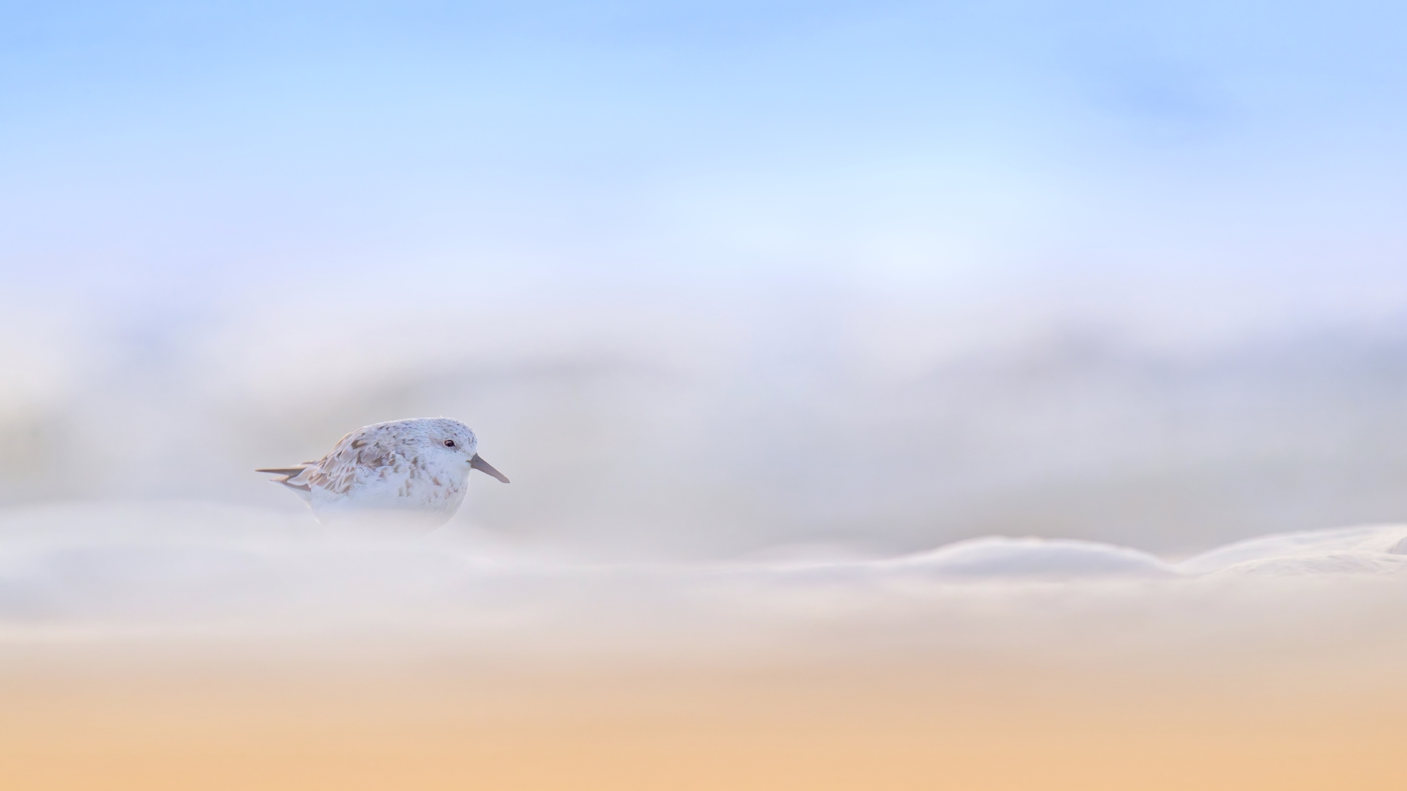 Sanderling - Texel - April 2025