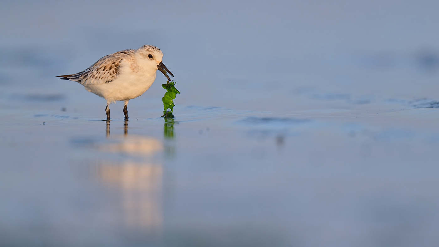 Sanderling - Texel - Oktober 2024