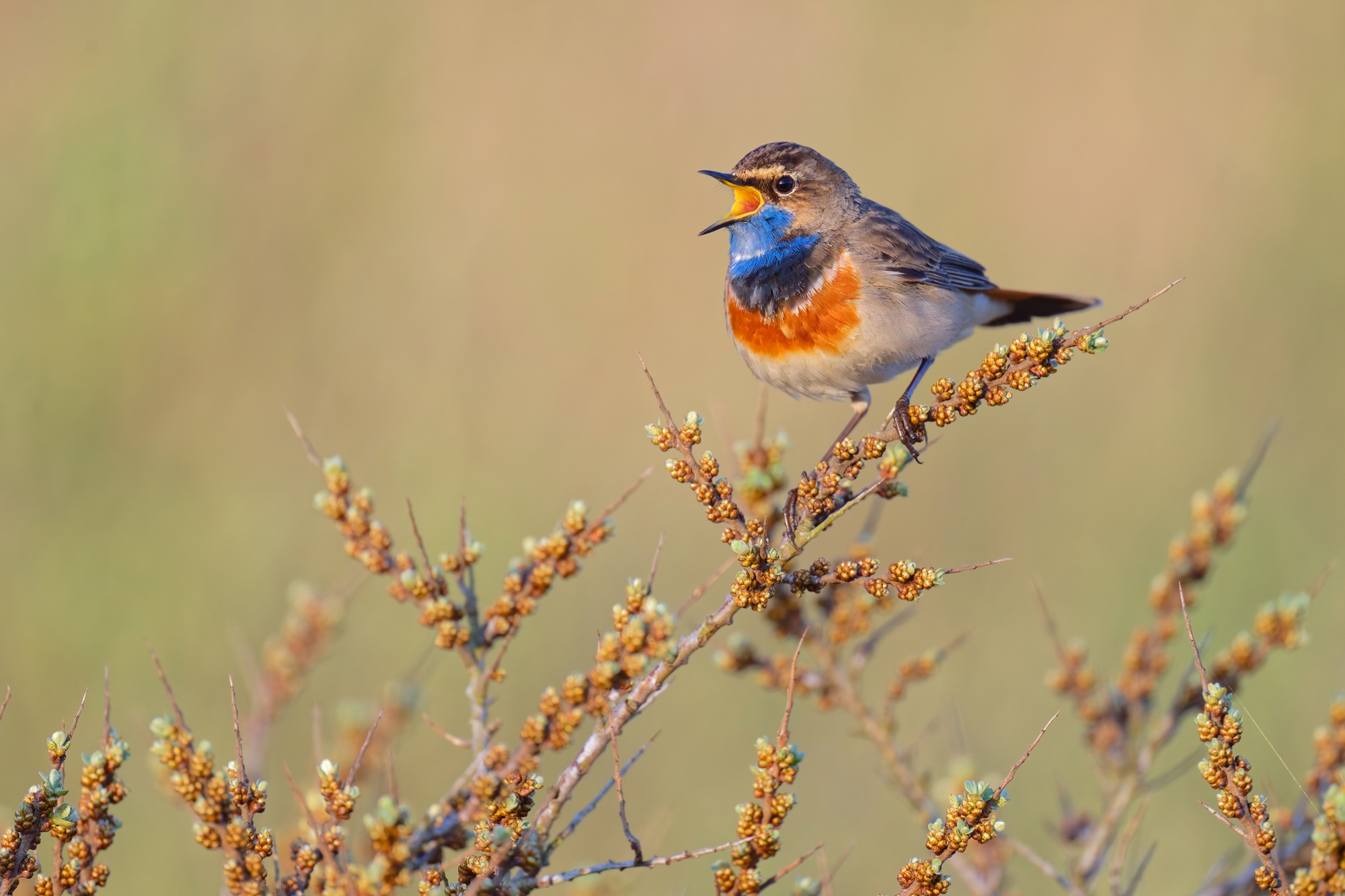 Blaukehlchen - Texel - April 2025