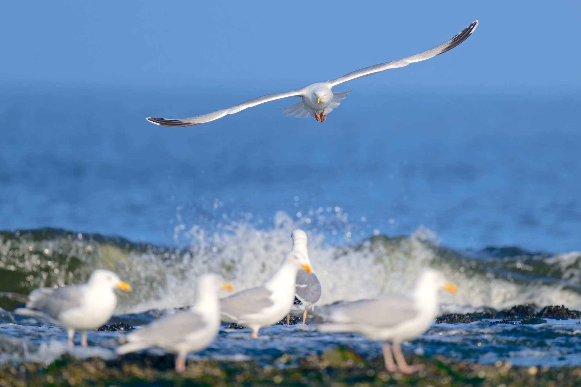 Silbermöwe - Texel - April 2025