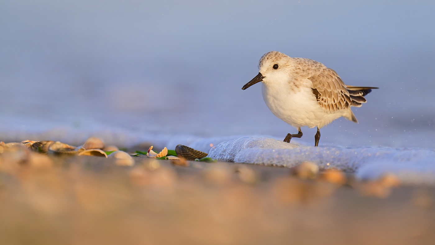 Sanderling - Texel - Oktober 2024