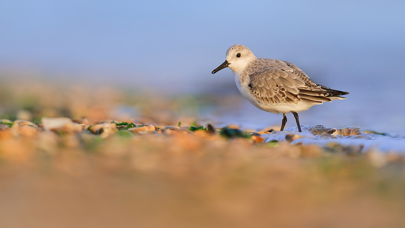 Sanderling - Texel - Oktober 2024