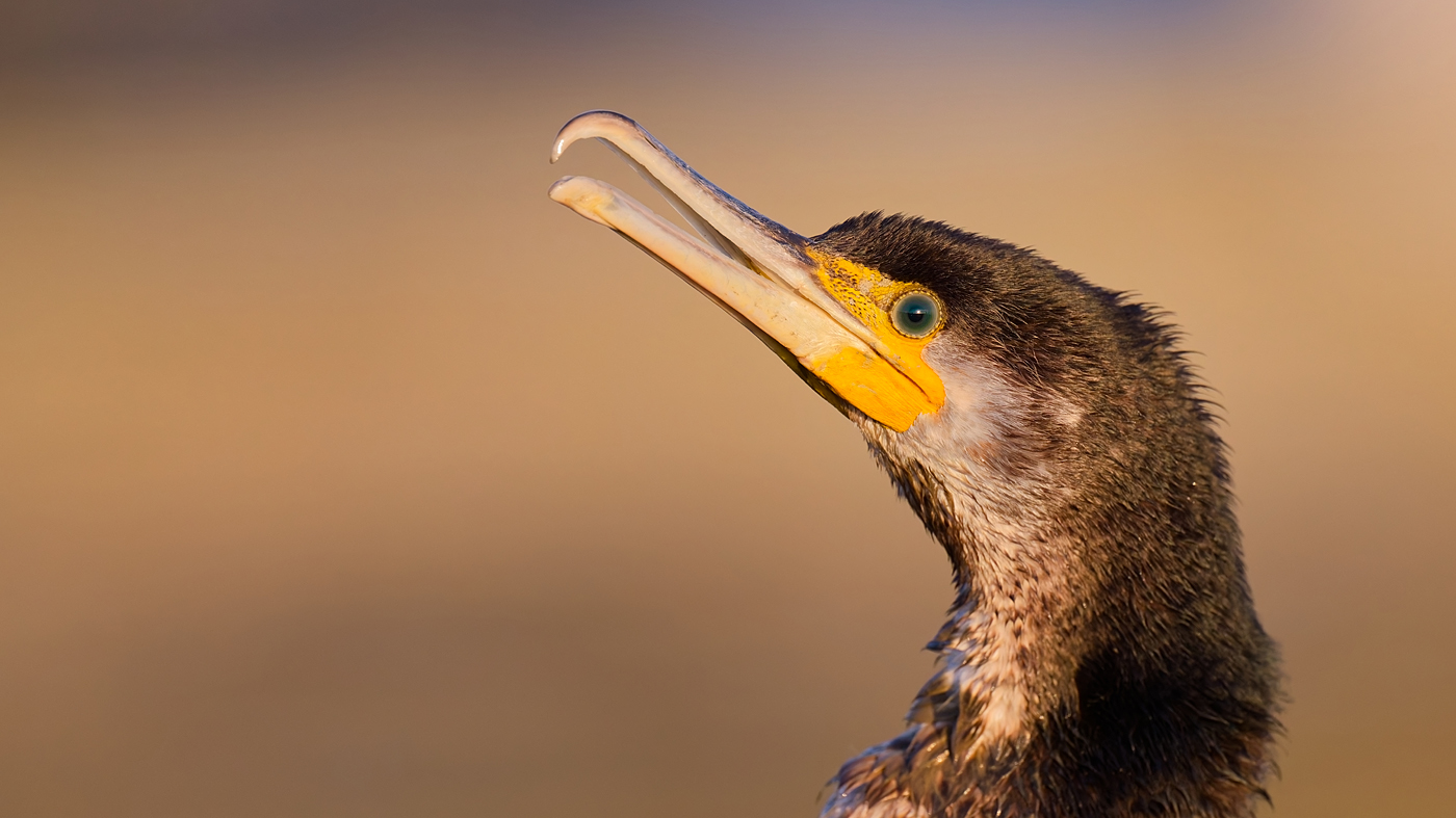 Kormoran - Texel - Oktober 2024