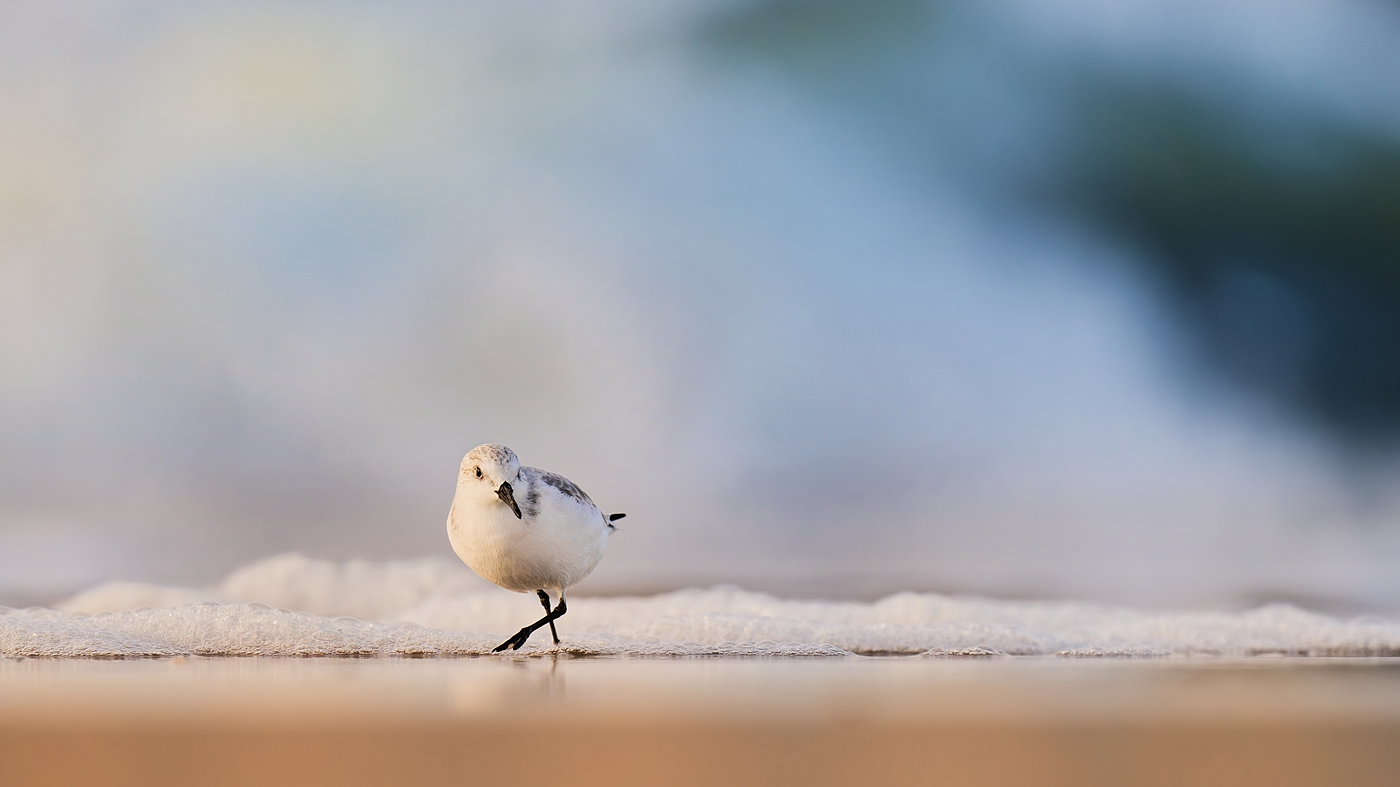 Sanderling - Texel - Oktober 2024