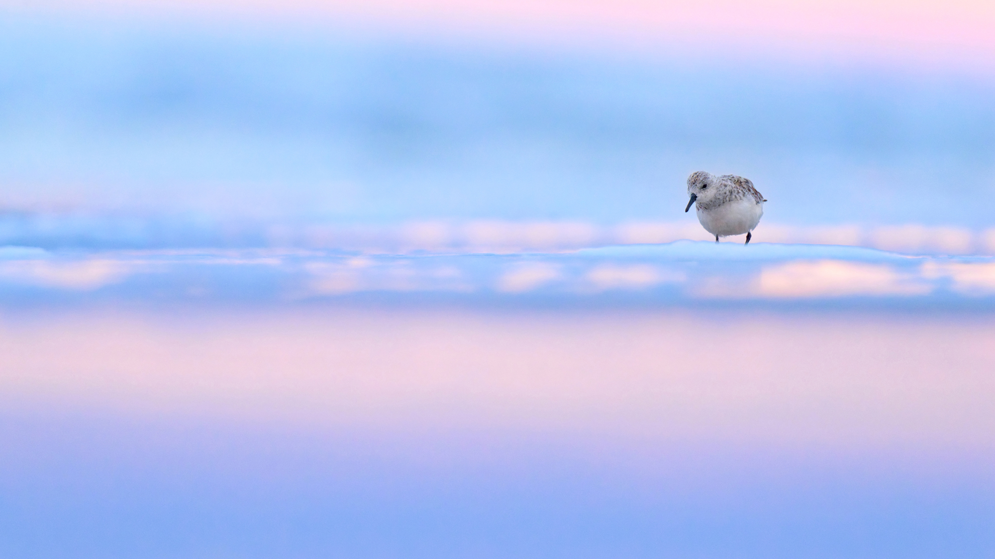 Sanderling - Texel - April 2025