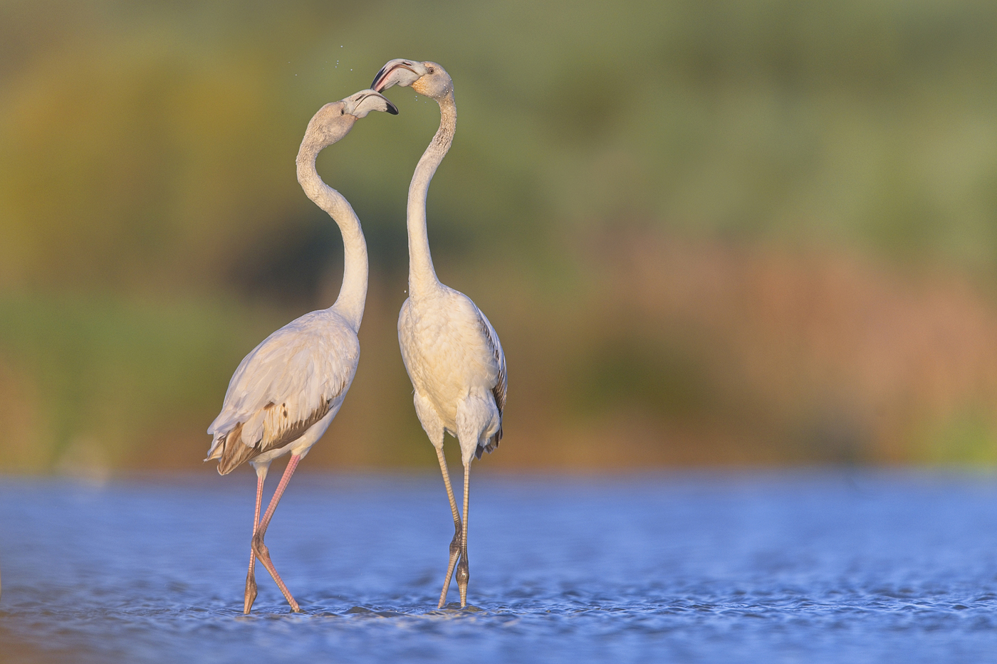 Flamingos - Algarve, April 2023